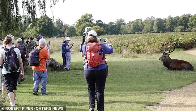 A group of tourists were seen taking close-up photos of a deer in Bushy Park