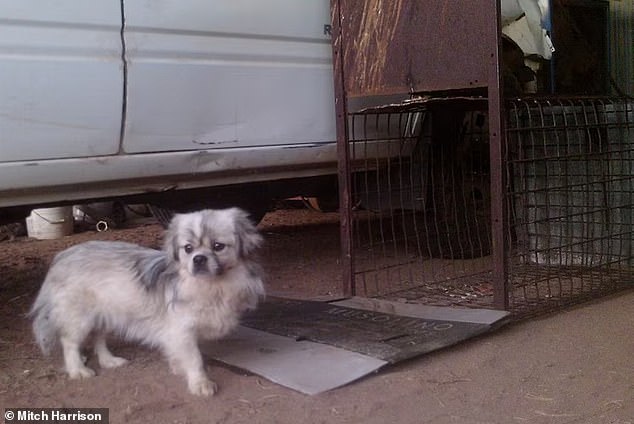 After wandering the desert for five months, the lure of treats got the better of Misha, who wandered into Mr Harrison's fox trap (pictured)