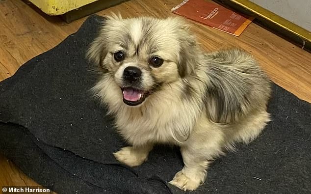 A wary Mr. Harrison expected the starving pup to snap and snap at him, but she immediately gave in to her nature.  In the photo: a cheerful-looking Misha after much-needed human contact