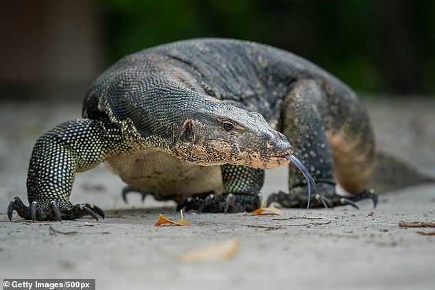 Misha, who weighed around 5kg, could easily have attracted the attention of a goanna, which is known to consider anything smaller than itself as potential prey