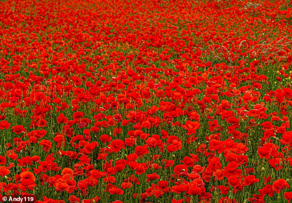 Poppy in Flanders Fields, a major battle scene on the Western Front during World War I