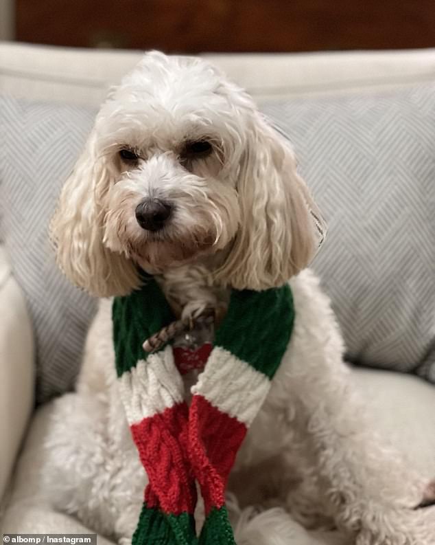 The Australian First Dog Toto (photo) would travel with the Prime Minister in the special plane