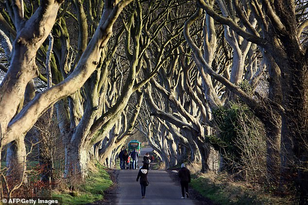 Suffering over time: What started as two rows of about 150 trees is now down to 86 due to rot, age, inclement weather and damage caused by tourists