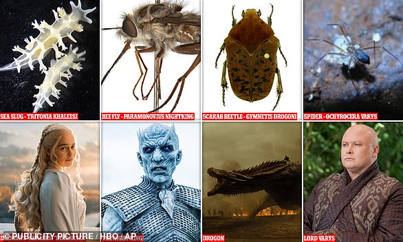 MailOnline takes a look at some of the spiders, sea slugs and dinosaurs named after Game of Thrones characters