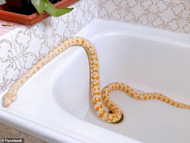 Pictured: Woman's albino pet snake named Mango