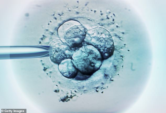 Fertility drugs – called follicle-stimulating hormone (FSH) – work to save these eggs.  They stimulate the follicles the body has already produced so that more can mature, be collected and fertilized.  With more fertilized eggs, a clinic has a greater choice of which embryos to use in treatment.  In the photo: embryo selection for IVF