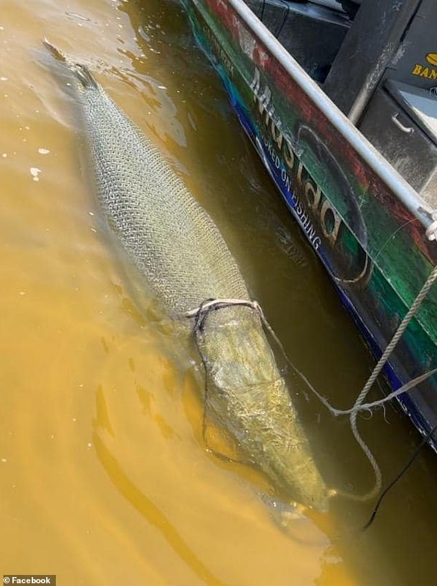 Alligator gars are known to be sluggish and docile and are slow or hesitant when swallowing bait.  They do not cause serious harm to people