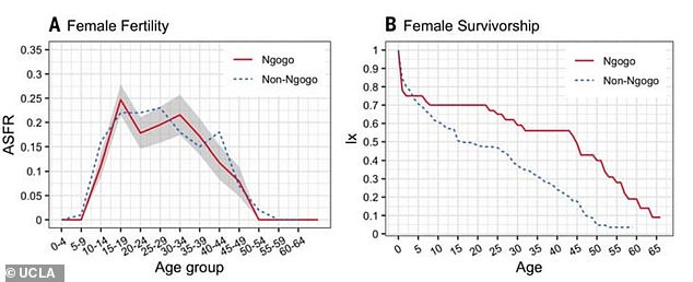 Researchers have discovered signs of menopause in a group of female chimpanzees in Uganda