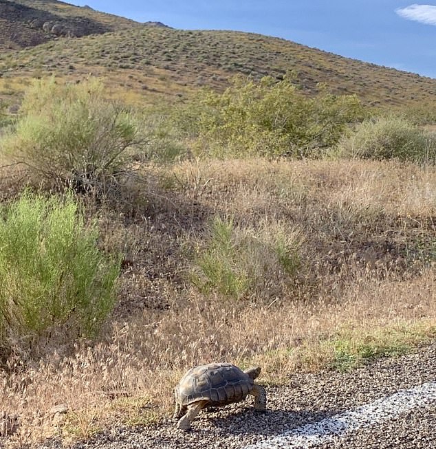 A Mojave Desert Tortoise taking a stroll in its unexpectedly lush environment