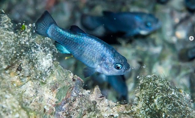 But some aquatic animals, including this Pupfish, are able to eke out a precarious existence in the park's few isolated moist spots.