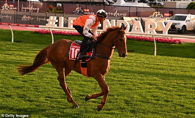 Billy Egan will ride Vow and Declare (pictured) and is tipped by many punters to be there when it counts in the Moonee Valley Gold Cup