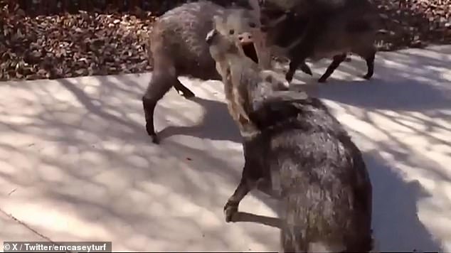 The groundskeepers apply chili oil to certain parts of the trail to deter these animals