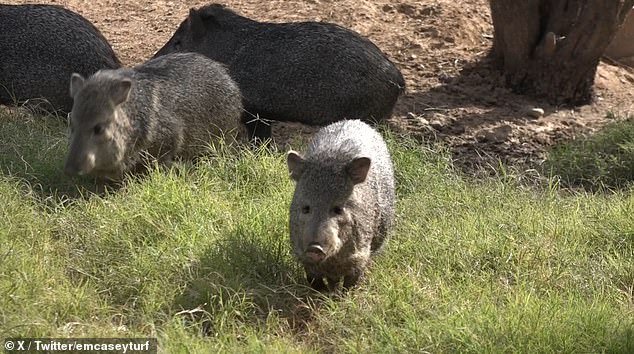 Javelina is native to the southwestern region of the United States, as well as various parts of Central and South America