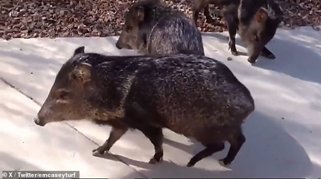 Javelinas are notorious for wreaking havoc as they roam earthly places