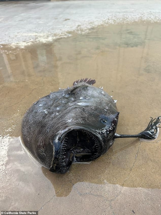 Park officials determined the fish was female because of the long stalk on its head, a trait possessed only by the female, which has bioluminescent appendages to attract prey in deep, dark water.