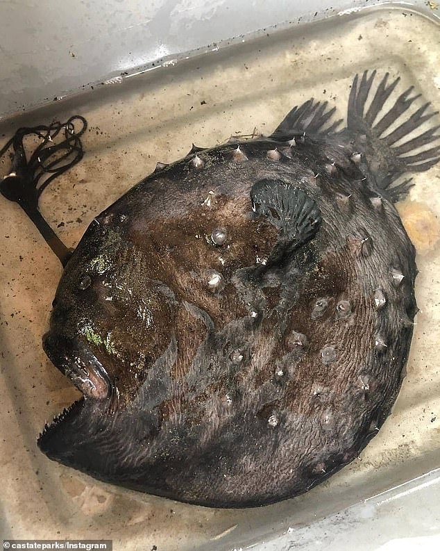 The post stated that it had been two years since a Pacific football fish was found on the beach.  On May 22, 2021, beachgoer and fisherman Ben Estes found another 18-inch-long creature.