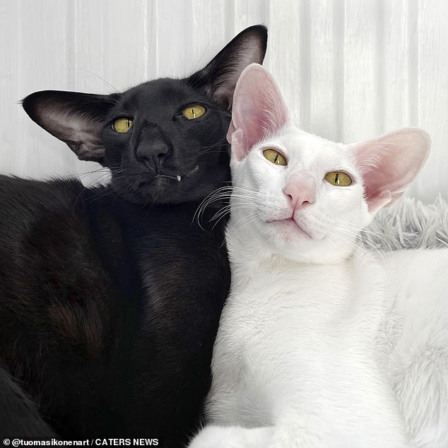 Toivo and Marsel, one, also an Oriental Shorthair