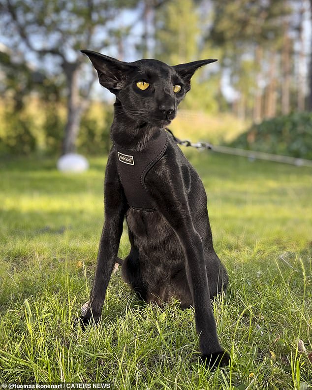 Toivo on the grass.  His owner described him as a 'badass panther-bat hybrid'