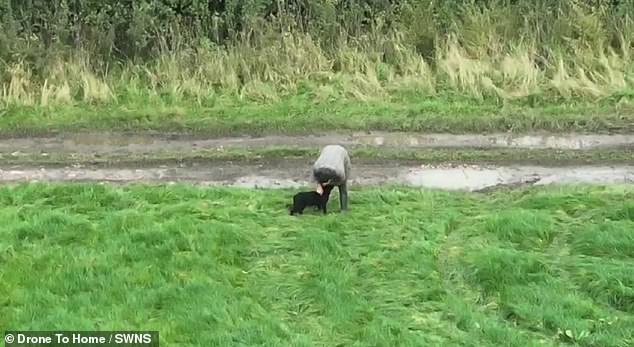 Finally reunited, the dog is seen wagging her tail as her owner gives her a big hug