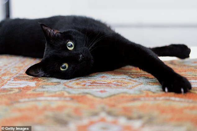 New figures show that black cats, both black and white cats, are the species most likely to end up in the care of the Royal Society for the Prevention of Cruelty to Animals (RSPCA), with more than 5,000 of them entering its centers nationally since 2020.