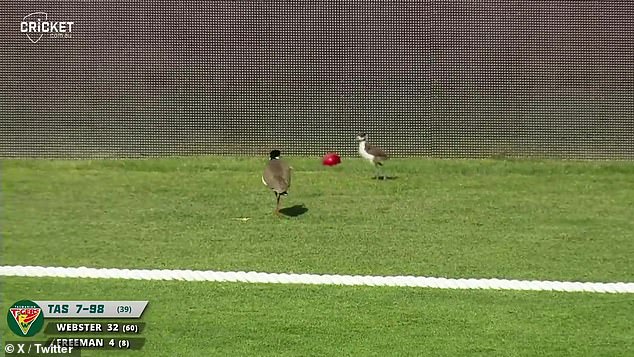 The plover was unhappy that the cricket ball had landed near its chick and tried to prevent the Queensland fielder from coming to collect it