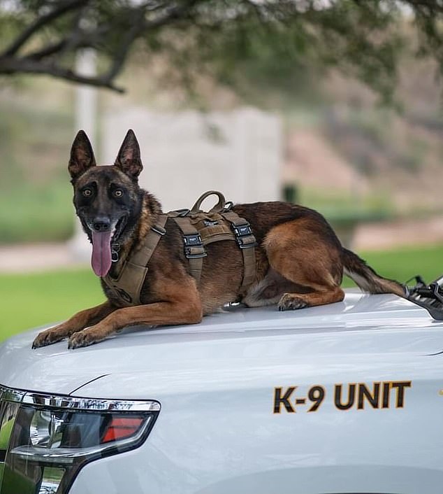 In the end, Kenzo didn't return and the officers became worried and eventually charged after him.  When they found the dog, he was lying on the ground next to one of the robbery suspects