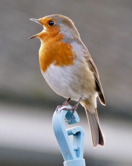 A robin in full song on an autumn morning.