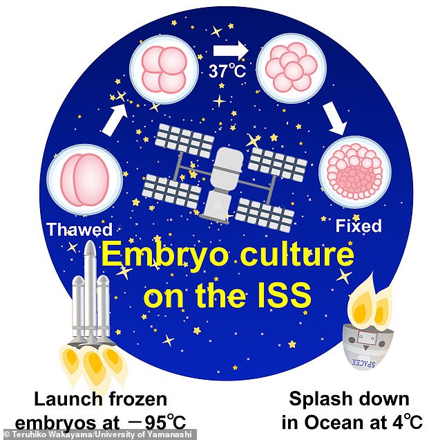 Embryos were extracted by scientists on Earth, frozen with liquid nitrogen and sent to the ISS, where they were thawed and grown in zero gravity for four days