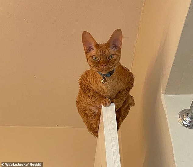 This ginger cat has excellent balance, but would freak out anyone who sees it