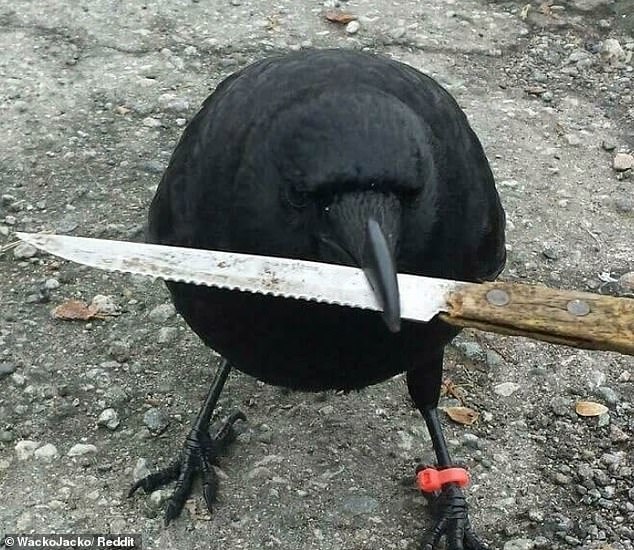 One worrying photo captures a formidable crow with a very large knife in its beak