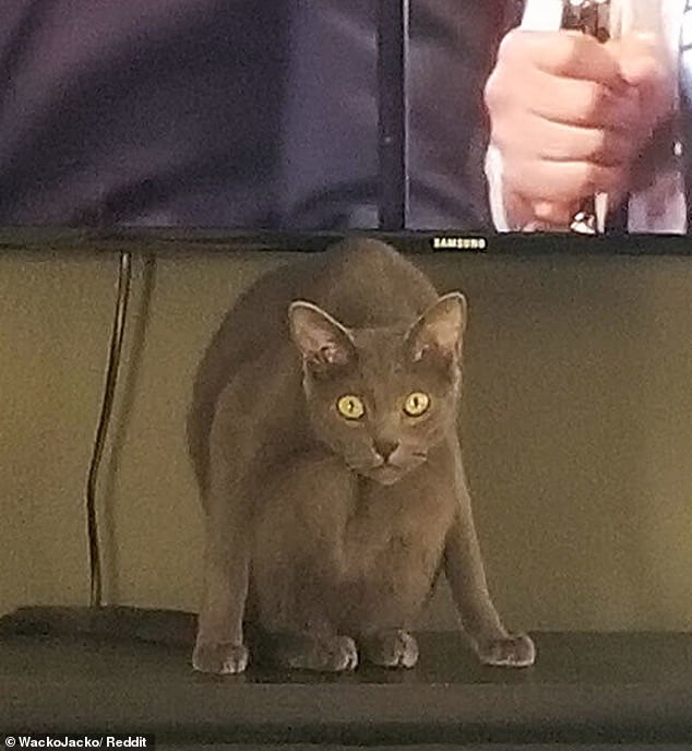 A gray feline turned out to be a creepy distraction from the television as it sat with its knees tucked into its chest, staring