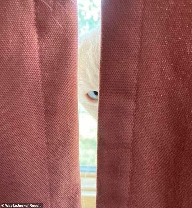 Are you looking at me?  In a creepy surprise, a white cat on the windowsill stared through the curtains at its owner