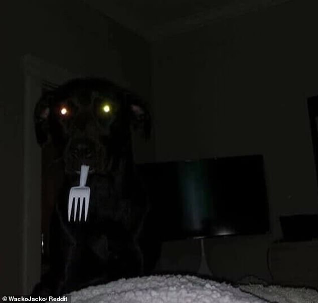 One pet owner got quite scared when his dog jumped on the bed with a fork in his mouth