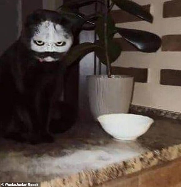 A black cat looks like a ghostly apparition after falling into a bowl of flour meant for baking