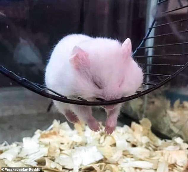 A hamster has fallen asleep here in a terrifying position, with its mouth firmly in the hamster wheel