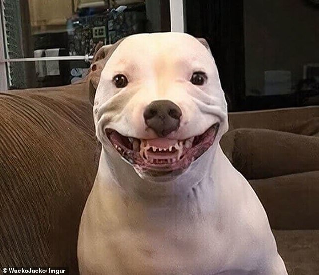 A dog's mouth turns into a huge, creepy smile - he looks ready to swallow you with his gruesome teeth