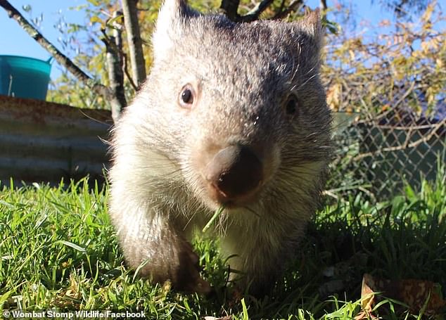 She insisted that the wombat Bambam (pictured) 'did nothing wrong' and was just 'keeping his territory safe'