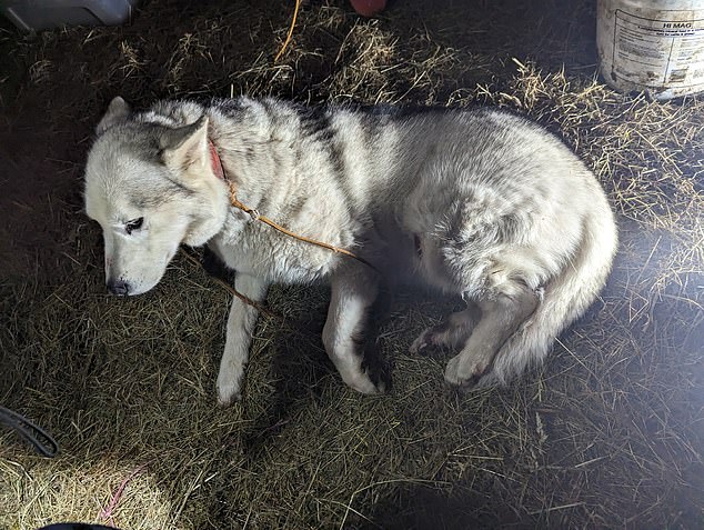 Daisy (pictured) was immediately rushed to a veterinary hospital in Bath but was sadly put down nine days later due to her injuries