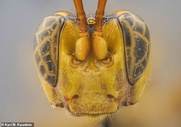 The newly discovered bright yellow hornet, Capitojoppa amazonica (above), is not just any 