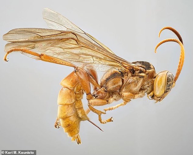 Once they hatch, the larvae of this newly discovered parasitic wasp feed on the insides of their mother's vampire-like insect prey.  The young wasp begins to suck liquid 
