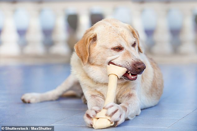 Dogs were given a chew toy to chew for five minutes immediately before the task, and bite frequency was recorded by a computer program (stock image)