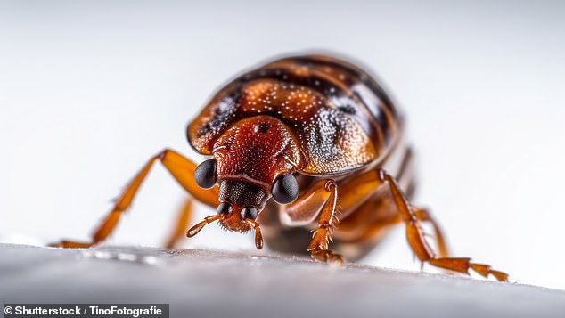 Today, wellness guru Ann Ziety shares how to stay calm during the upcoming bed bug invasion (stock image)