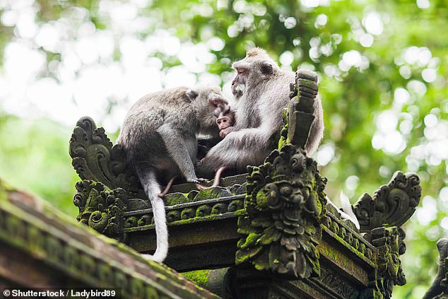 Avoiding the monkeys, not drinking the tap water and always carrying cash are some of the tips Australians have told their fellow travelers before heading to Bali