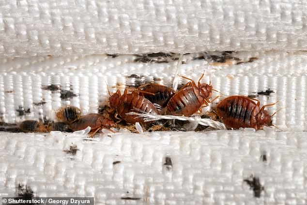 Bed bugs are commonly found in mattresses, but can also be found hiding in carpets - especially those with long fibers
