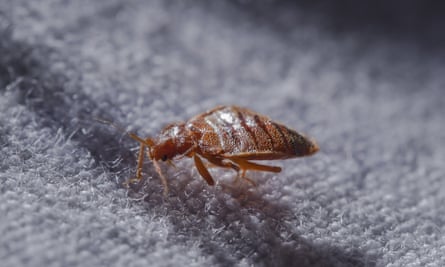 A bed bug