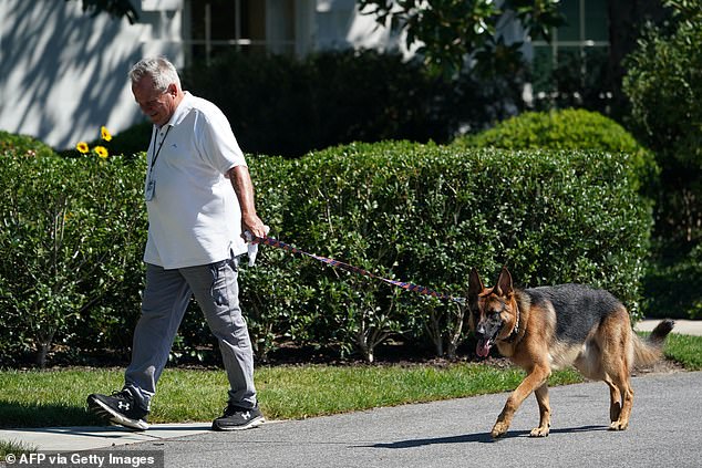 Commander Biden bit a Secret Service agent at the White House on Monday night - above, the dog is seen on the South Lawn with groundskeeper Dale Haney in August 2022