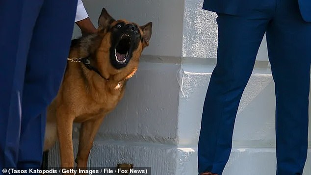 White House staffers blame President Joe Biden's dog's biting problems on the supposedly unfriendly faces of Secret Service agents, saying the first dog is usually friendly