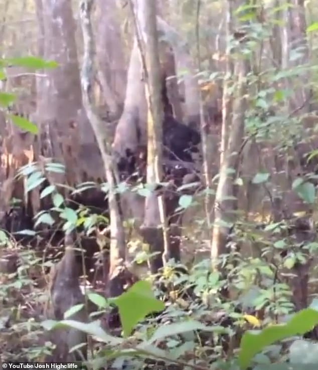 In August, a video from 2015 of another Bigfoot site resurfaced.  It was filmed nine miles west of Tunica, Mississippi, and reportedly showed a large, broad-backed creature resembling something like a gorilla in the background, stripping bark from a tree trunk.