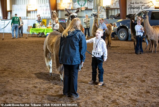 Llama participation in state fair competitions has risen 10 percent each year and the llama market is on the upswing, according to experts