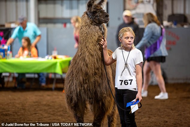 The Big E, a regional show in New England, hosts annual llama events at their exhibit that have drawn large crowds over the years